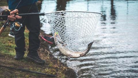 salmon caught in net held over river