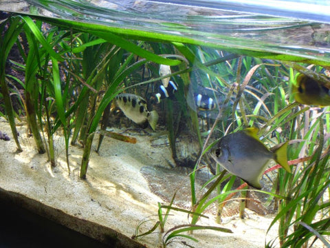 Converting 90 gallon Rainbowfish tank to a Discus  Fish tank terrarium,  Aquarium fish tank, Fresh water fish tank