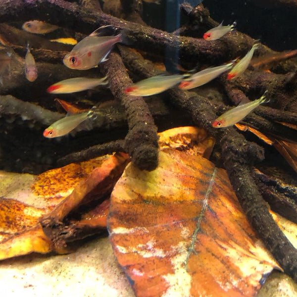 The strange dichotomy of peat moss - Tannin Aquatics