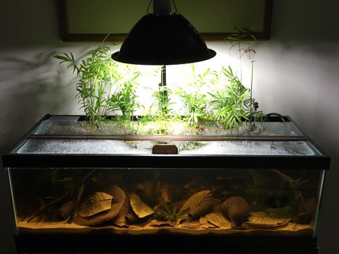 Blackwater_Paludarium4_d2563c63-613f-415