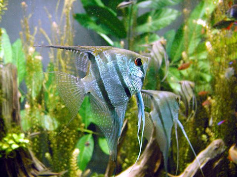 Freshwater_angelfish_biodome_large.jpg?v
