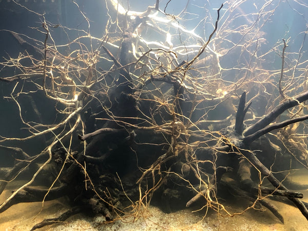 The strange dichotomy of peat moss - Tannin Aquatics