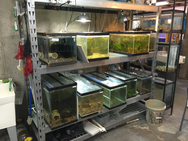 More ideas than tanksHow fish rooms get started! - Tannin Aquatics