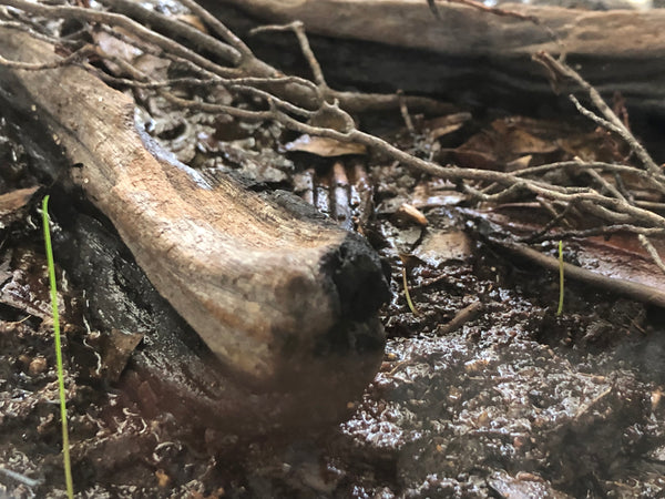 The strange dichotomy of peat moss - Tannin Aquatics