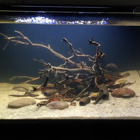 Natural Aquarium Spiderwood Medium Size Non Toxic Forest Driftwood  Decoration for Fish Tank Terrarium