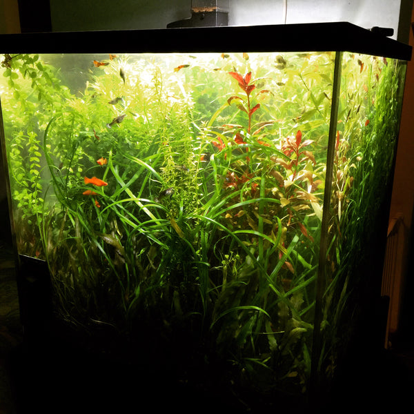 Aquariums : Aquariums et poissons - botanic®