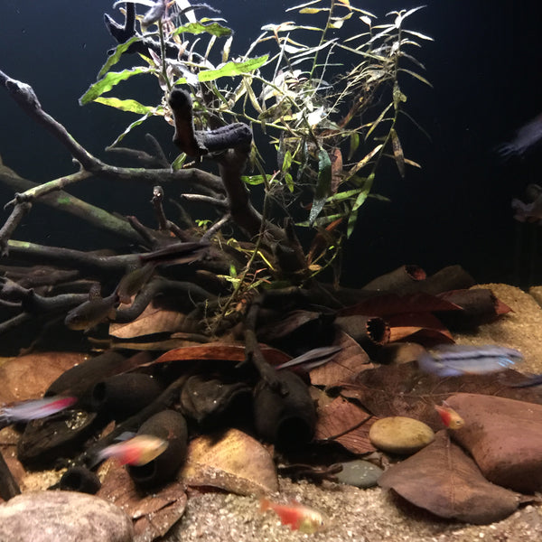 A quick look at somelooks - Tannin Aquatics