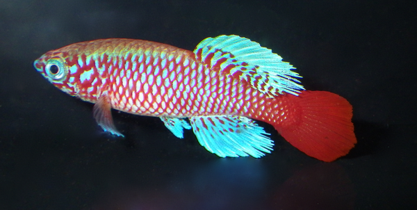 Killifish and their terrestrial connections- Questioning