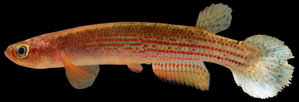 Rivulus-Guyana_grande.jpg?v=1483718091