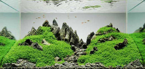 dekorasi-aquarium-aquascape-sederhana-te