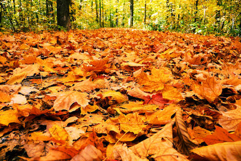 fall-autumn-orange-maple-leaves-forest-g