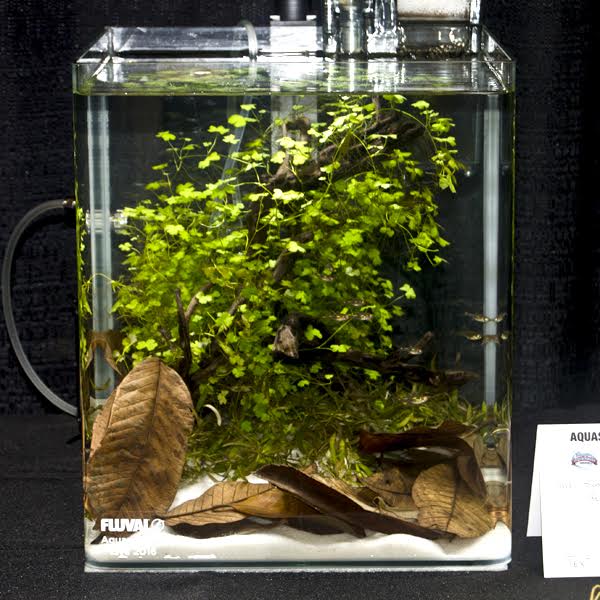 Big ideas, small fish- and smaller aquariums..the Nano