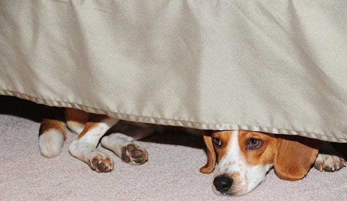 Dog Under Bedskirt
