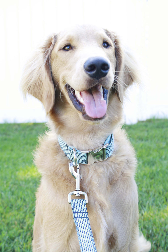 tiffany dog leash