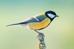 Eigenschaften Kohlmeise (Parus major)