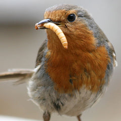 Eigenschaften Rotkehlchen (Erithacus rubecula)