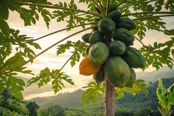 albero di Papaya