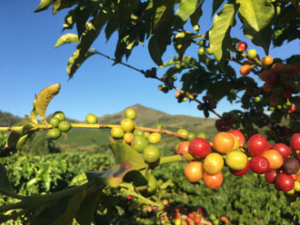 albero di Caffè in Guatemala