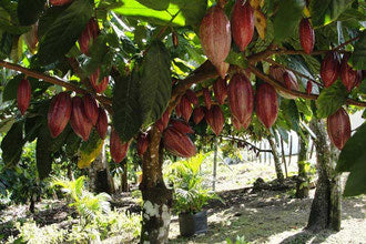 albero di Cacao, Camerun