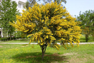 albero di Cassia, Caraibi