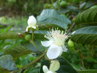 albero di Guava, Kenya