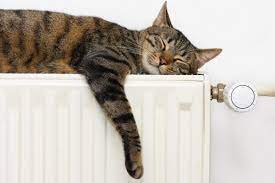 gatto su termosifone
