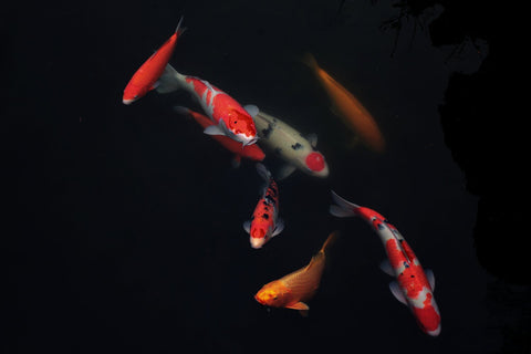 Koi Fish: The Meaning Behind the Special Carp – FormFluent