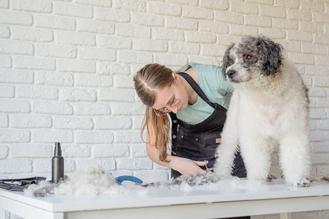 The Importance of Proper Grooming Supplies for Your Pet's Health and Well-being - Shaggy Chic