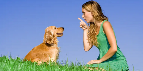 5 Positive Dog Training - Techniques Every Pet Owner Should Know - Shaggy Chic