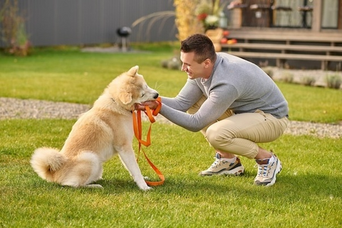 Train Smart, Train Positive: Techniques for Successful Dog Training at Any Age - Shaggy Chic