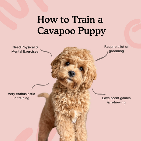 Train Smart, Train Positive: Techniques for Successful Dog Training at Any Age - Shaggy Chic