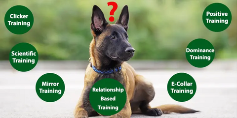 5 Positive Dog Training - Techniques Every Pet Owner Should Know - Shaggy Chic