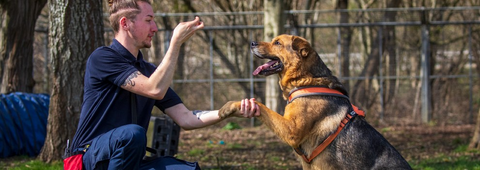 5 Positive Dog Training - Techniques Every Pet Owner Should Know - Shaggy Chic