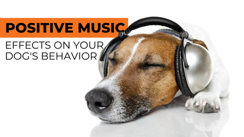 From Fido to Beethoven - Positive Music for Dogs- Shaggy Chic