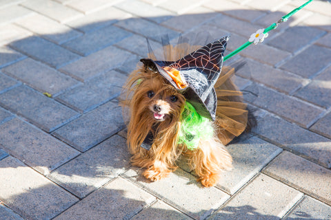 Halloween: Dog Safety Tips and Best Pet Costumes - Shaggy Chic