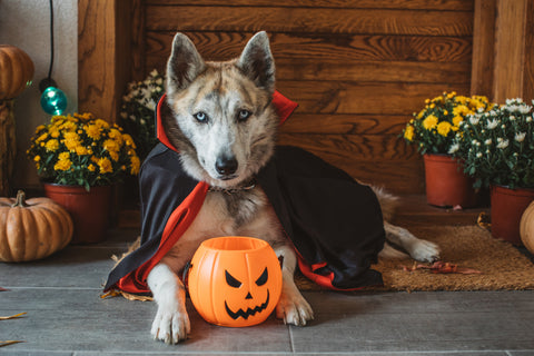 Halloween: Dog Safety Tips and Best Pet Costumes - Shaggy Chic