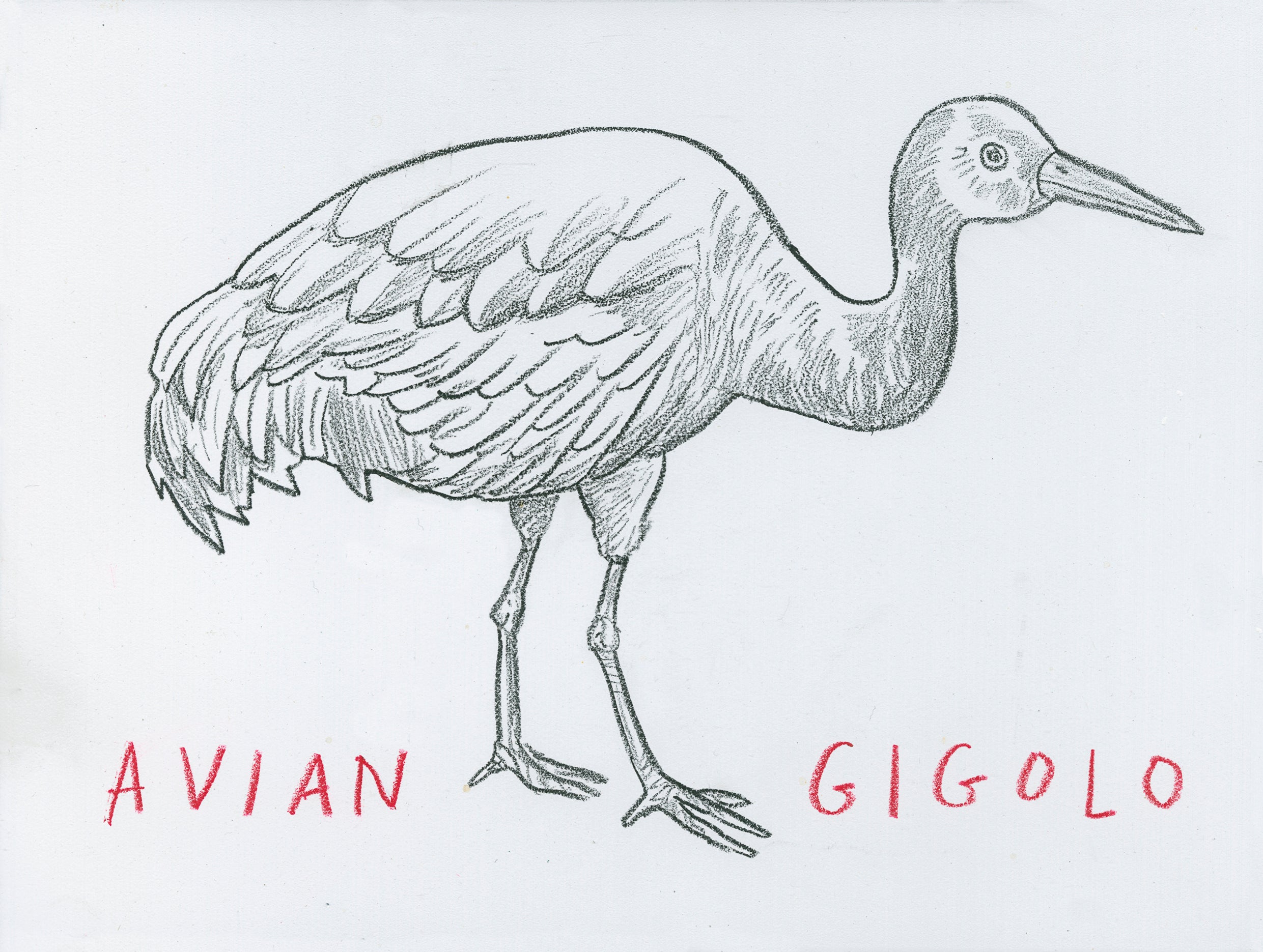 Dave Eggers for Manny's Cafe: Avian Gigolo