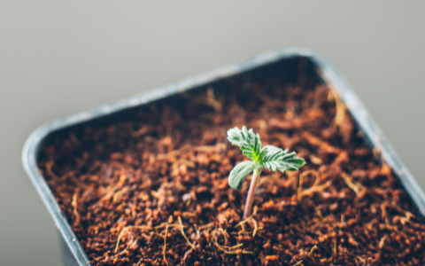 Baby cannabis plant