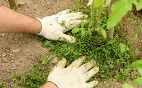 Applying mulch