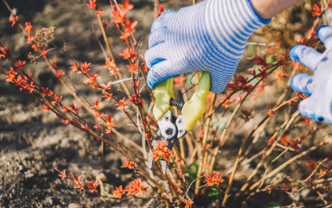 Gloved hand trimming plants