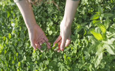 hands in clover field