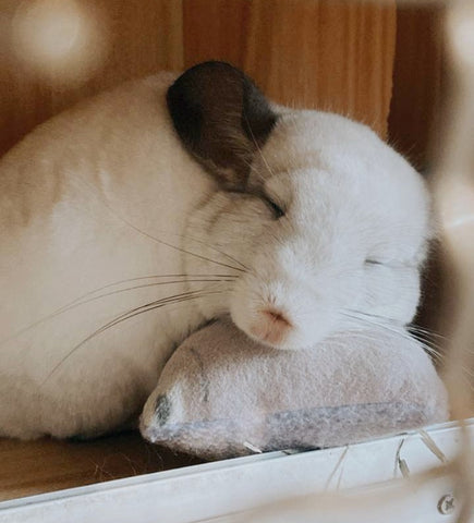 Photo of a white chinchilla sleeping peacefully on a pillow