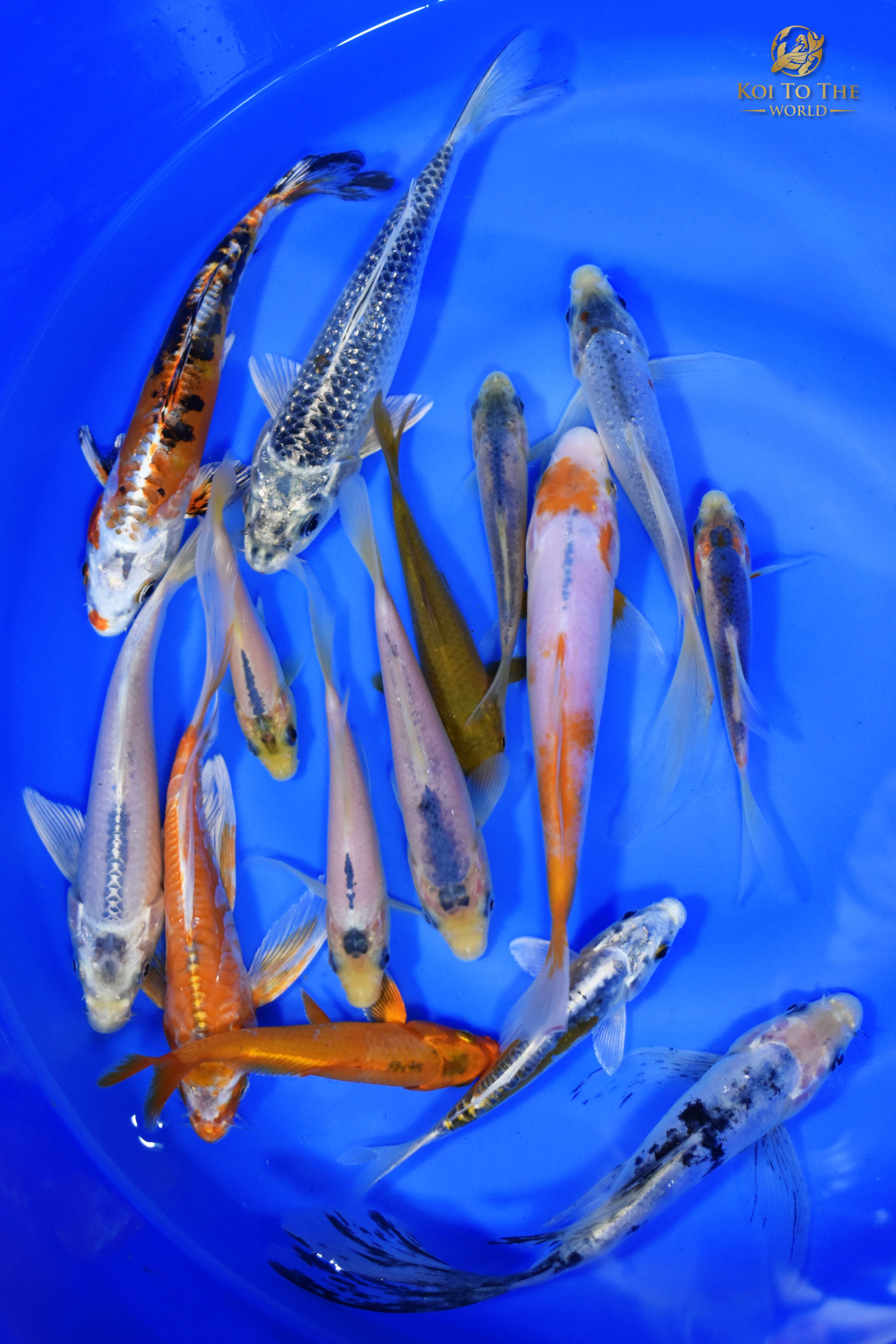 Lot Of (15) Assorted 5-8" Koi | Koi To The World