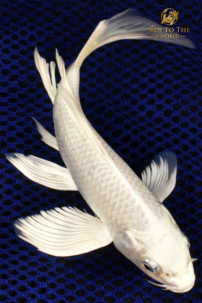 7.25" PLATINUM OGON BUTTERFLY | Koi To The World