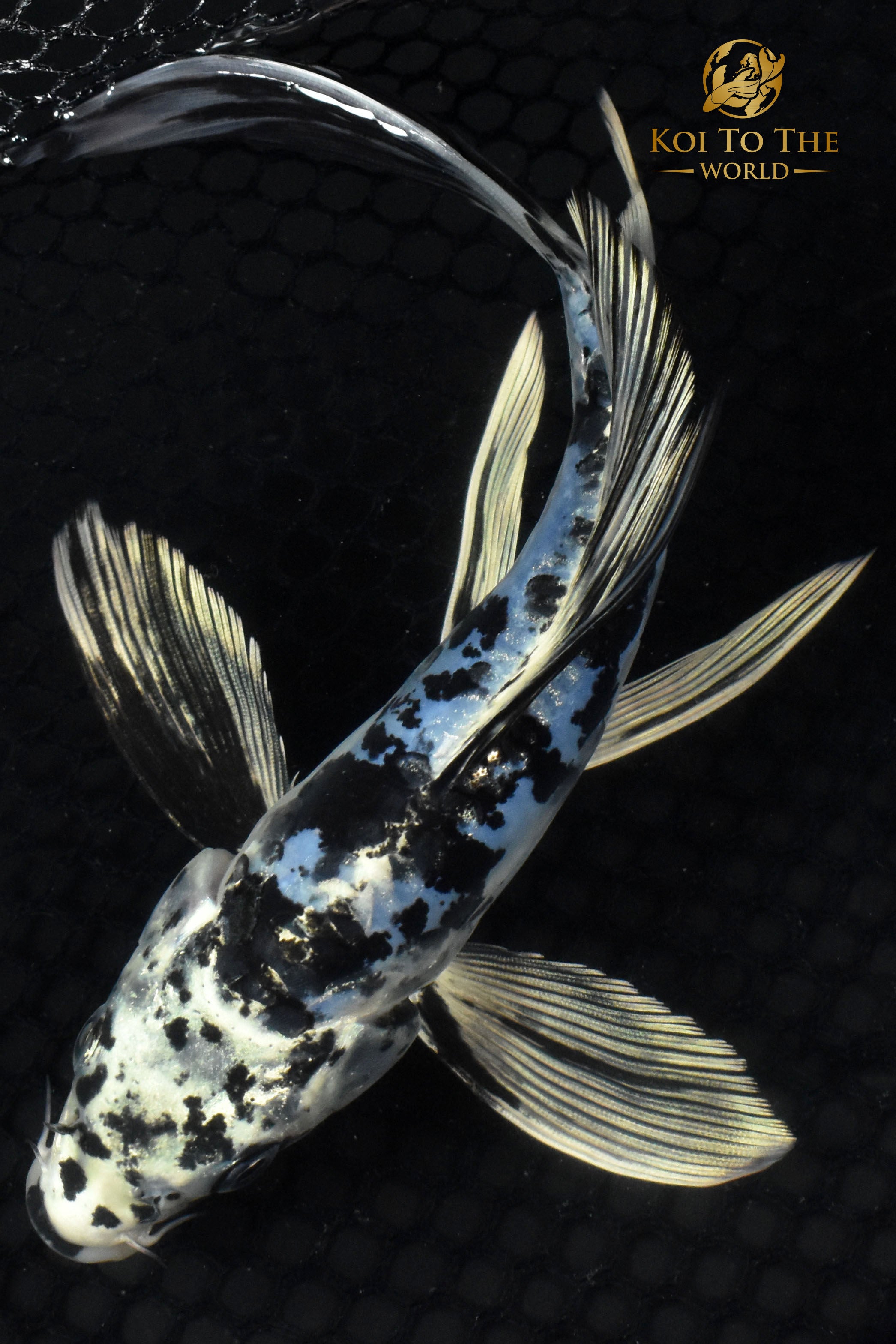 7.5" DOITSU BLUE BEKKO BUTTERFLY | Koi To The World