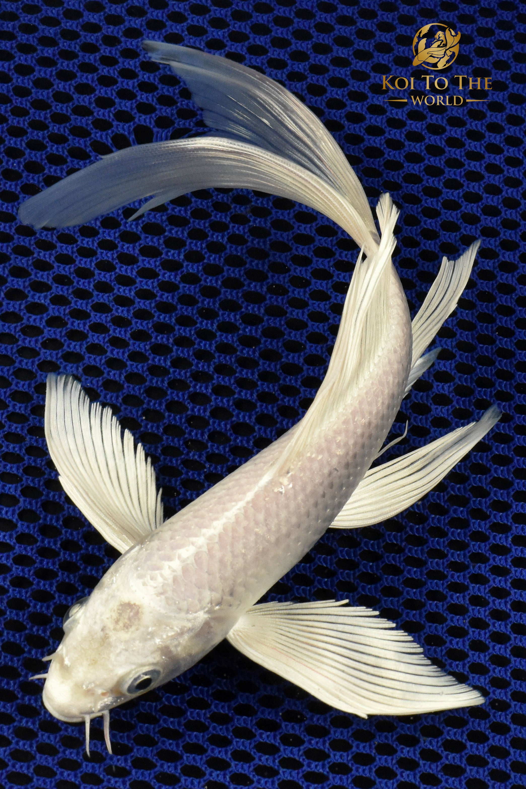 8" PLATINUM OGON BUTTERFLY | Koi To The World