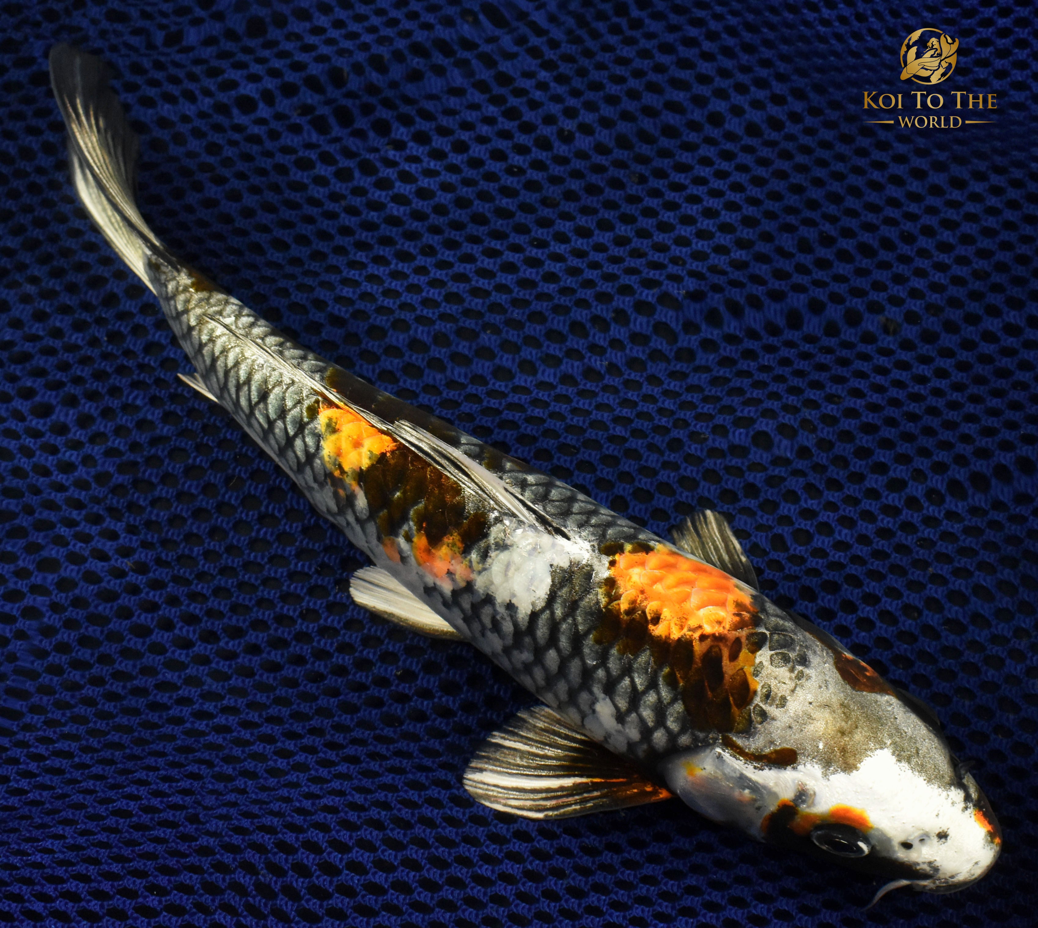 10" KIN SHOWA | Koi To The World