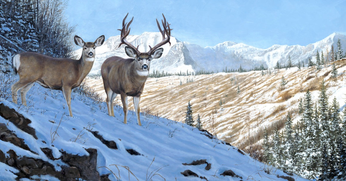 Des McCaffrey Wildlife Artist