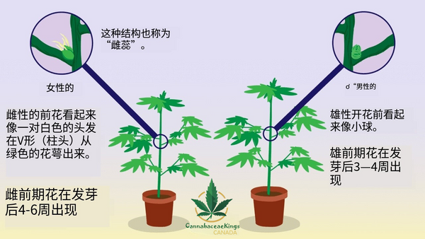 大麻如何分别雌性和雄性