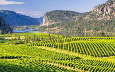 Watt Wines